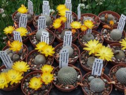 Sulcorebutia heliosoides LH 1544 Tarabucilo pot 5,5 cm - 12372333