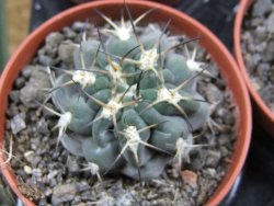Acanthocalycium glaucum pot 5,5 - 12397213