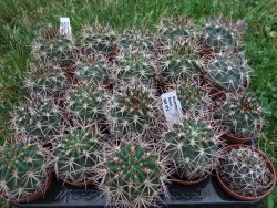 Acanthocalycium ferrari WR 572 N of Santa Maria Tucuman, pot 5,5 cm - 12372367