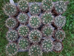 Acanthocalycium ferrari WR 572 N of Santa Maria Tucuman, pot 5,5 cm - 12372368