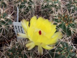 Acanthocalycium ferrari WR 572 N of Santa Maria Tucuman, pot 5,5 cm - 12372842