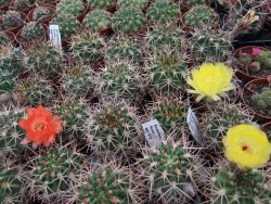 Acanthocalycium ferrari WR 572 N of Santa Maria Tucuman, pot 5,5 cm - 12372844
