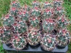 Ferocactus gracilis pot 5,5 cm