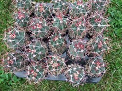Ferocactus gracilis pot 5,5 cm - 12372374