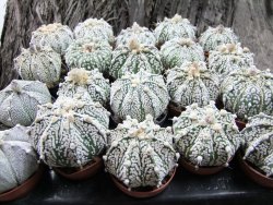 Astrophytum Super Kabuto hybrid bílá forma pot 5,5 cm - 12372397
