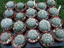 Astrophytum Kabuto hybrid B pot 5,5 cm - 12379091