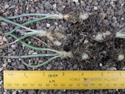 Astrophytum caput medusae - jedna rostlina - 12373654