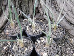 Astrophytum caput medusae - jedna rostlina - 12373655