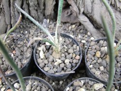 Astrophytum caput medusae - jedna rostlina - 12373657