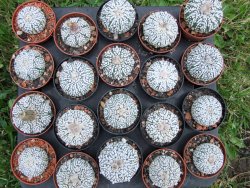 Astrophytum Super Kabuto, pot 5,5 cm - 12372423