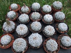 Astrophytum Super Kabuto, pot 5,5 cm - 12372424