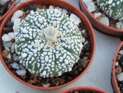 Astrophytum Super Kabuto, pot 5,5 cm - 12379094