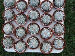 Astrophytum Super Kabuto, pot 5,5 cm - 12379095