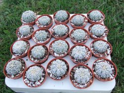 Astrophytum Super Kabuto, pot 5,5 cm - 12379096