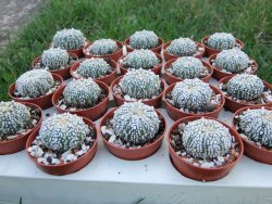 Astrophytum Super Kabuto, pot 5,5 cm - 12379097