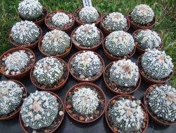 Astrophytum Hanazano Kabuto, pot 5,5 cm - 12372436