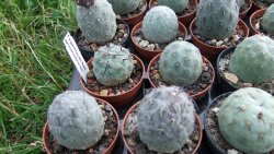 Tephrocactus geometricus S, pot 5,5 cm - 12372505