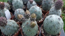 Tephrocactus geometricus M/Tr pot 5,5 cm - 12372520