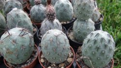Tephrocactus geometricus M/Tr pot 5,5 cm - 12372521