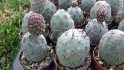 Tephrocactus geometricus M/Tr pot 5,5 cm - 12372522