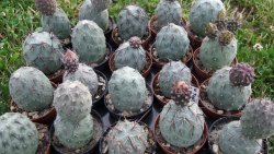 Tephrocactus geometricus M/Tr pot 5,5 cm - 12372523