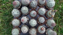 Tephrocactus geometricus M/Tr pot 5,5 cm - 12372524