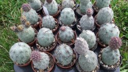 Tephrocactus geometricus M/Tr pot 5,5 cm - 12372525