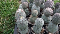 Tephrocactus geometricus L/Tr pot 5,5 cm - 12372544