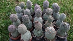 Tephrocactus geometricus L/Tr pot 5,5 cm - 12372545