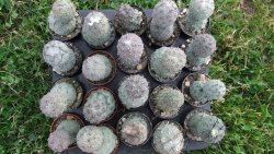 Tephrocactus geometricus L/Tr pot 5,5 cm - 12372546