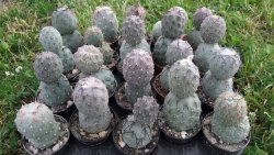 Tephrocactus geometricus L/Tr pot 5,5 cm - 12372547
