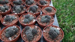 Puna bonniae inermis pot 5,5 cm - 12372559