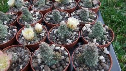 Tephrocactus subteraneus Quiaca pot 5,5 cm - 12372564