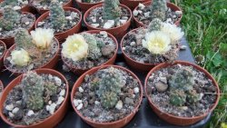 Tephrocactus subteraneus Quiaca pot 5,5 cm - 12372565