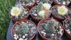 Tephrocactus subteraneus Quiaca pot 5,5 cm - 12372566