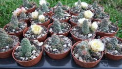 Tephrocactus subteraneus Quiaca pot 5,5 cm - 12372567