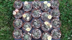 Tephrocactus subteraneus Quiaca pot 5,5 cm - 12372568