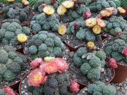 Puna bonniae inermis pot 5,5 cm - 12395768