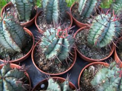 Euphorbia horida