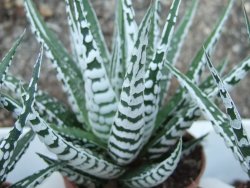 Haworthia fasciata "Alba" pot 5,5 cm - 12385132