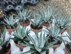 Haworthia fasciata "Alba" pot 5,5 cm - 12385134