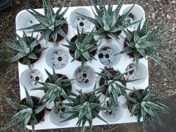 Haworthia fasciata "Alba" pot 5,5 cm - 12385135