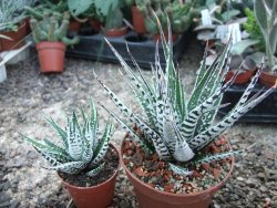 Haworthia fasciata "Alba" květináč 8,5 cm