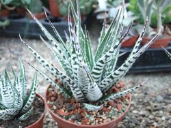 Haworthia fasciata "Alba" květináč 8,5 cm - 12385143