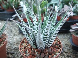 Haworthia fasciata "Alba" květináč 8,5 cm - 12385144