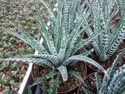 Haworthia fasciata "Alba" květináč 8,5 cm - 12385145