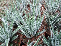 Haworthia fasciata "Alba" květináč 8,5 cm - 12385146
