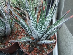 Haworthia fasciata "Alba" květináč 8,5 cm - 12385147