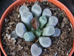 Frithia pulchra pot 5,5 cm - 12372889