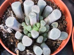 Frithia pulchra pot 5,5 cm - 12372890